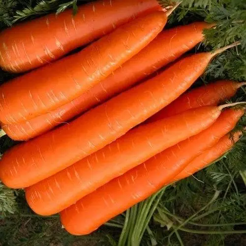 Fresh Wholesale Yellow Carrots