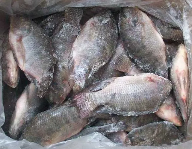 Company Price frozen fish nile perch barramundi/ Fresh Frozen Tilapia Whole Round Black Tilapia Fish
