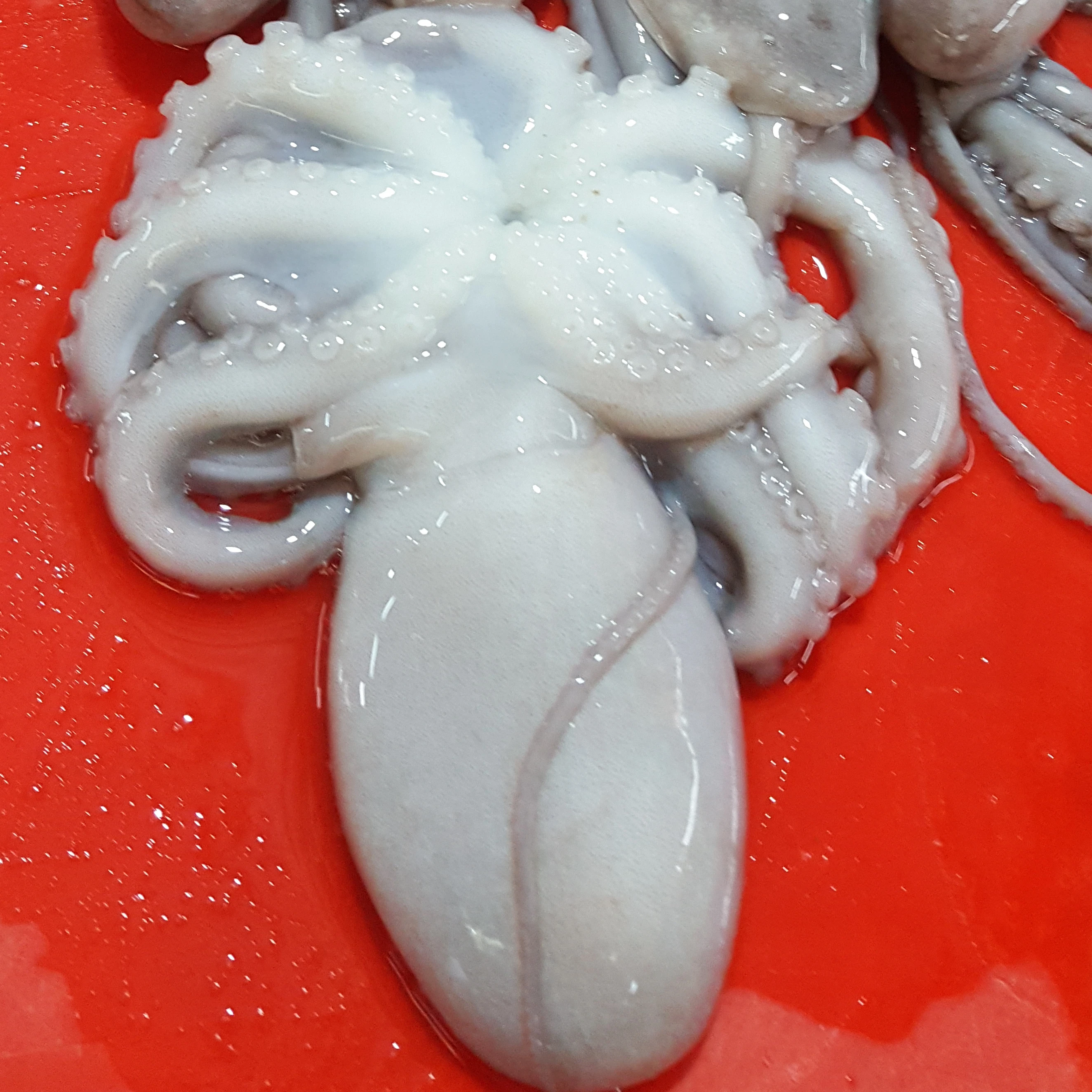 
CUT POULP SQUID FOR SALE 