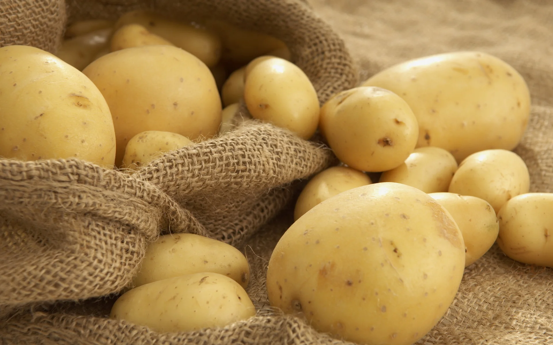 New Crop %100 Organic Patatoes Hot Sale Big Potatoes Premium Quality Fresh Potato - Made in Turkey