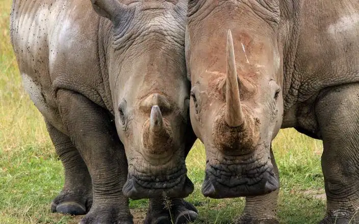 4 DAYS MAGNIFICENT LAKE NAKURU MASAI MARA SAFARI