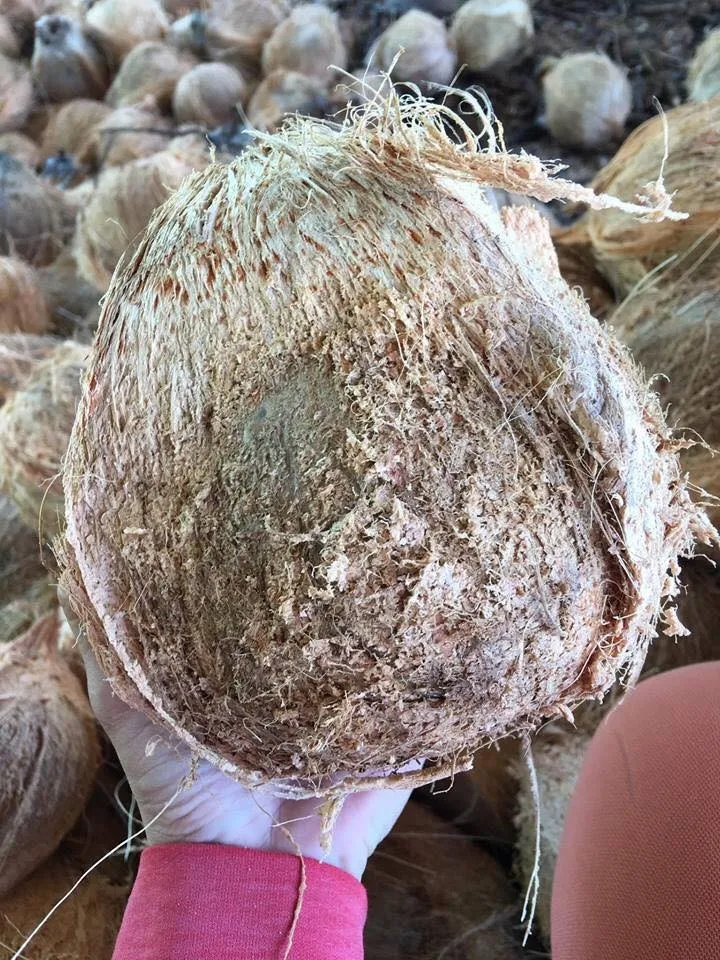 
COCONUT DRIED COCONUT CHEAP PRICE - Ms Angela +84 896 683 264 