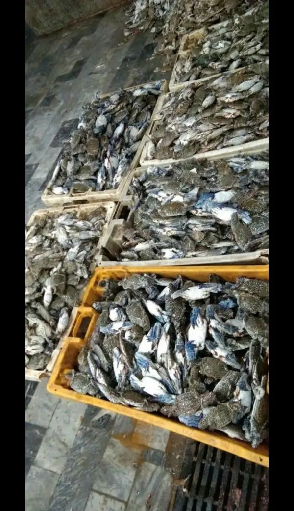 Blue Swing Crab /