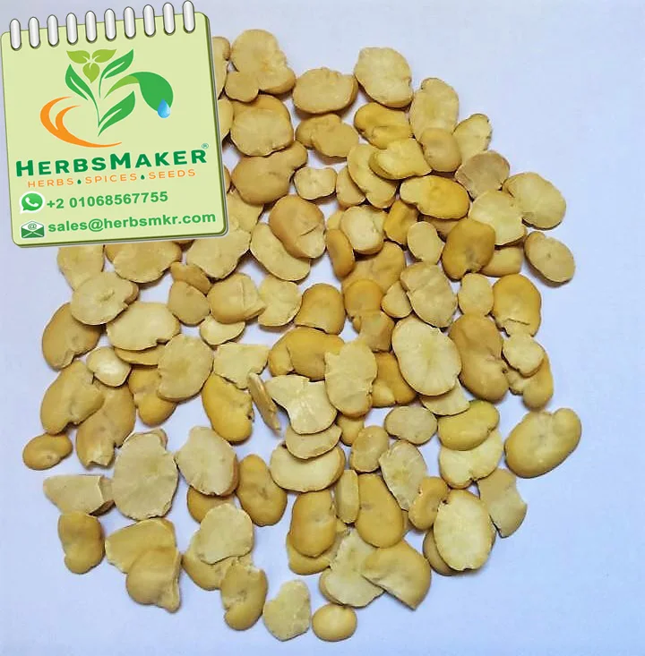 (BROAD BEANS) NEW CROP HIGH QUALITY EGYPTIAN SORTEX CONVENTIONAL AND ORGANIC VERY COMPETITIVE PRICE