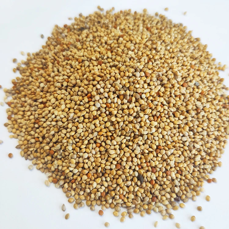 
Nature Chinese yellow millet in husk For Bird Feeds 