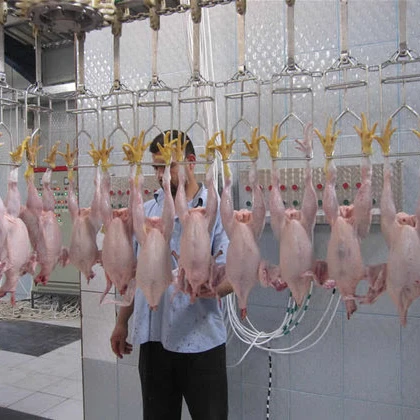 
Halal frozen whole chicken 