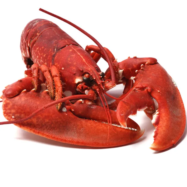 Live Canadian Lobsters / Frozen Lobster Tails 5000kg