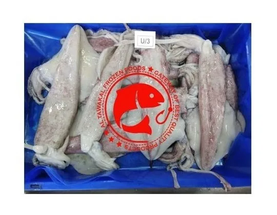 Frozen Whole Loligo Squid For Export in Bulk Quantity High Quality Frozen Loligo Squid Available in Multiple Sizes