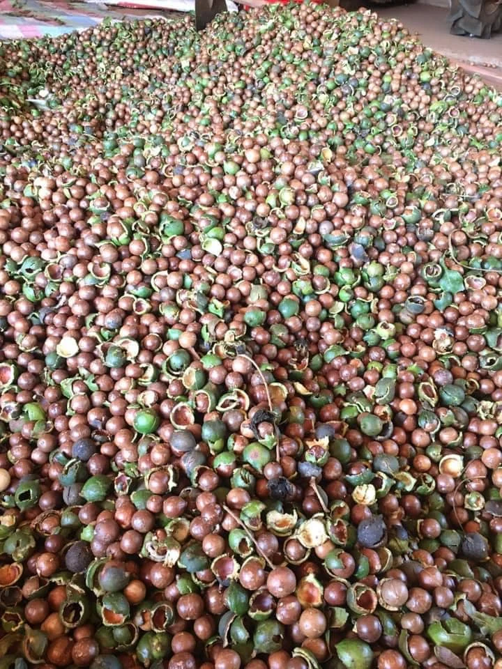 Macadamia nuts fresh and nutritious  to from Vietnam