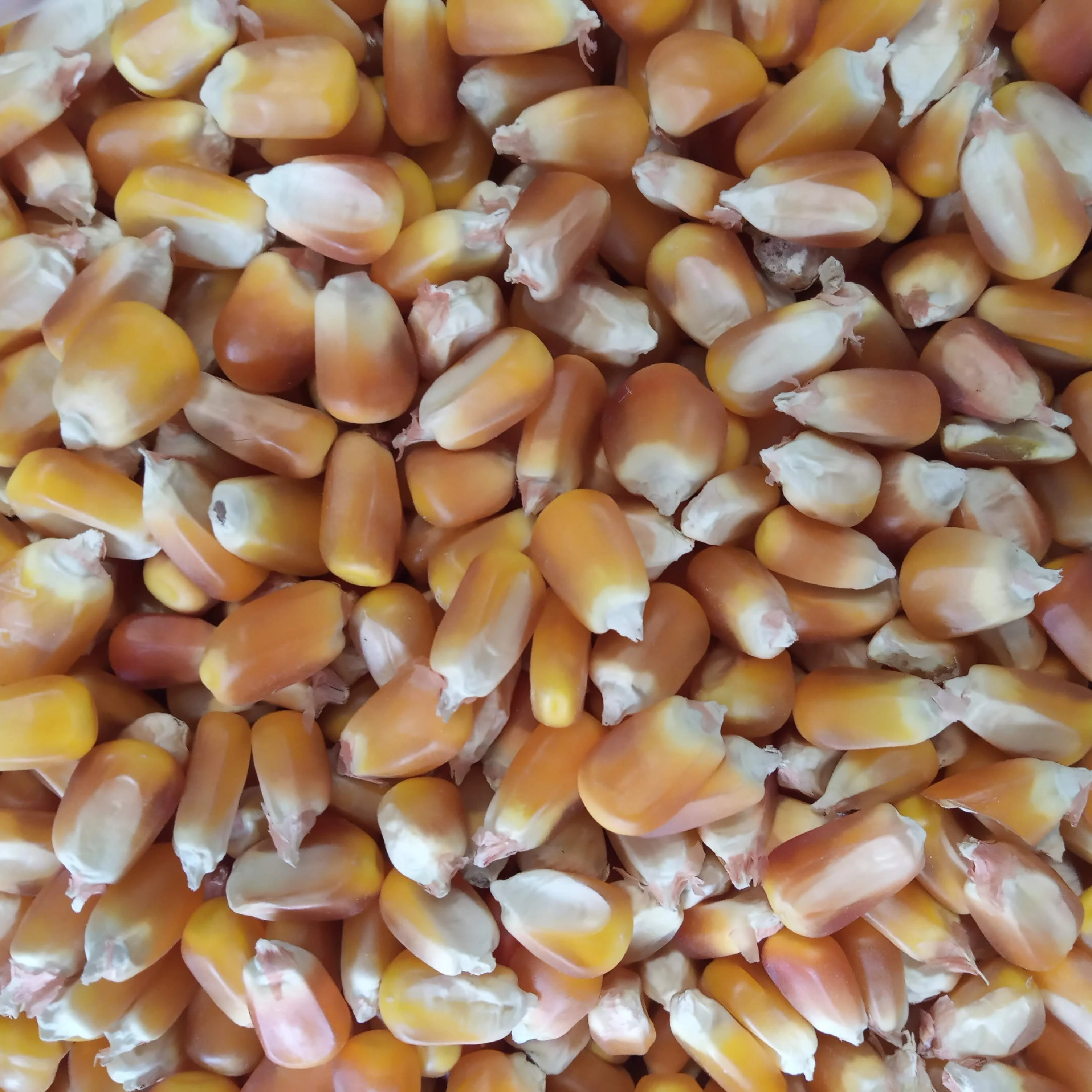 QUALITY WHITE CORN MAIZE