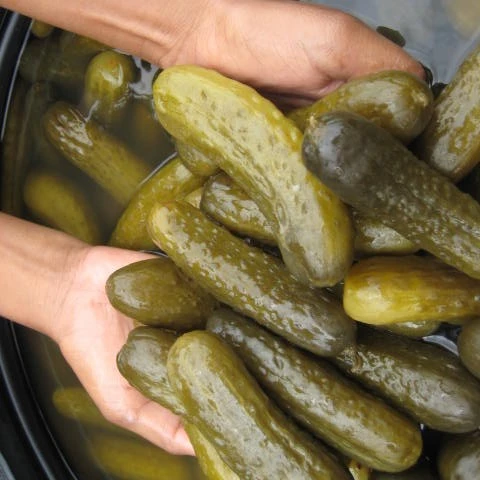 Gherkins in Salt Brine