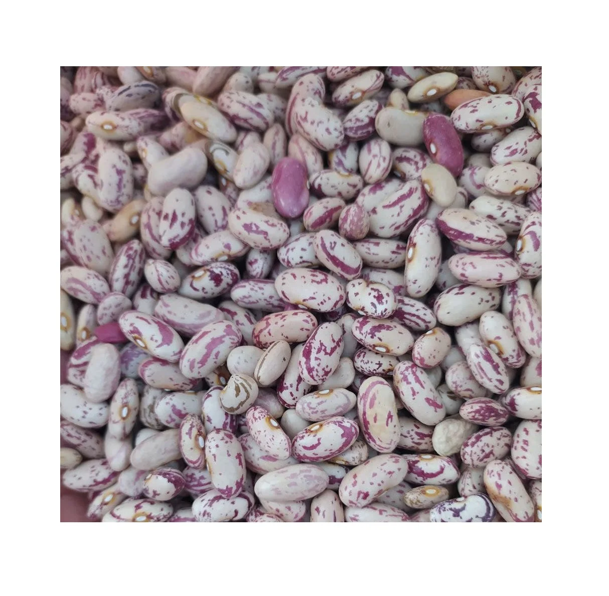 Высококачественная зернистая фасоль естественного света