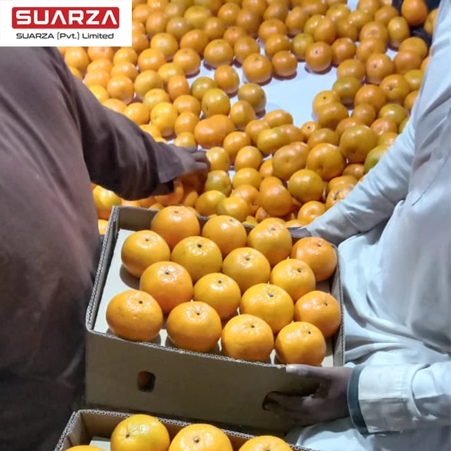 Best refreshing mandarins oranges in best price with quick shipment for sale