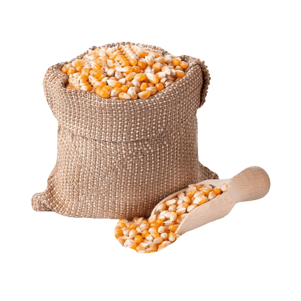 Dried Grade Yellow & Red Maize/Corn/ Non-GMO fit for Human Consumption and Animal Feed
