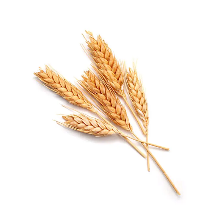 Wholesale Supplier of Best Quality 100% Pure Wheat Grain at Bulk Price