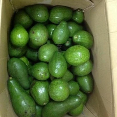 
 Свежие тропические авокадо  