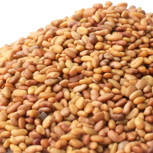 Alfalfa Sprouting Seed