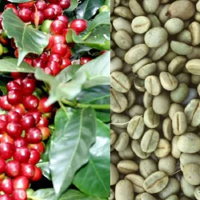 Raw Arabica coffee beans, Vietnamese origin
