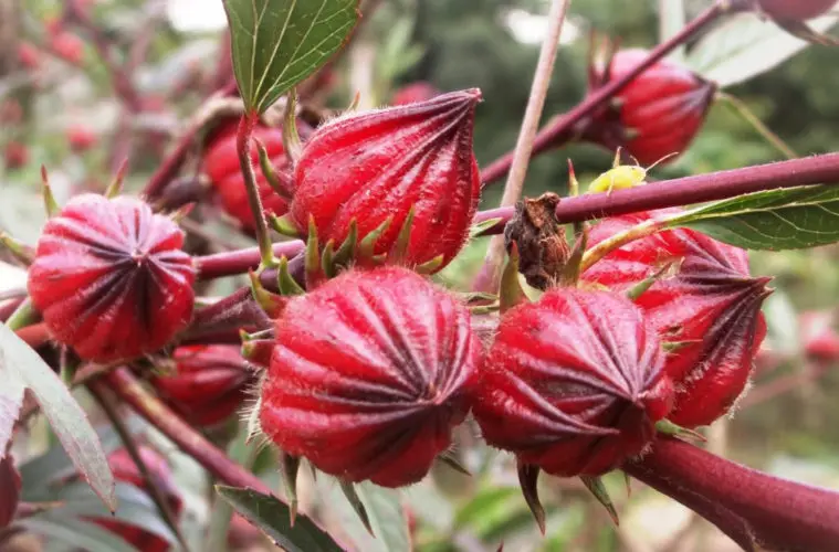 High Quality Dried Roselle Flower Bulk Packaging Sour Taste Ad-Dried Process Contact Ms.Pinky (+84) 35 9268 345