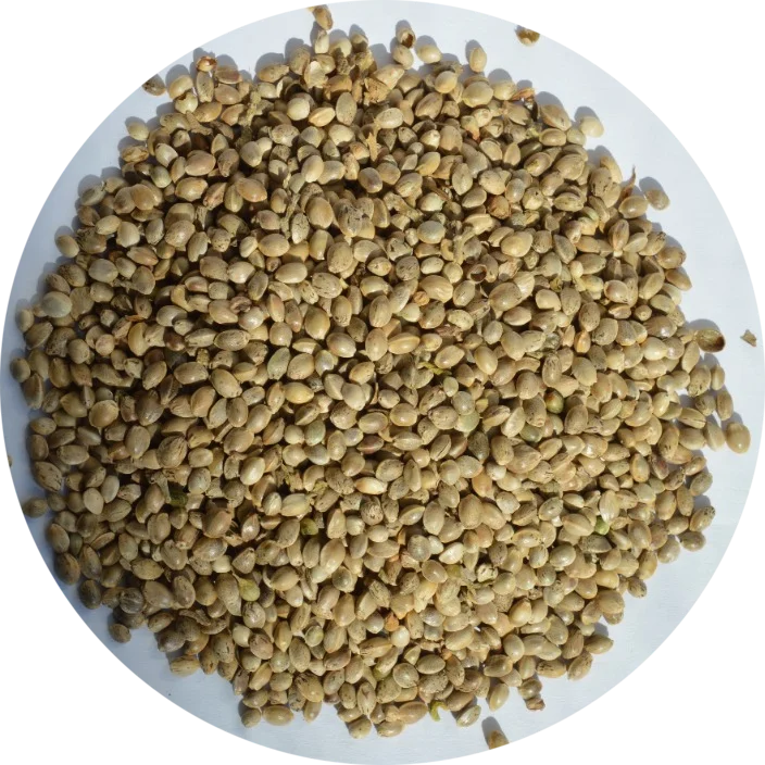 Hemp Seeds Origin Ukraine High Quality