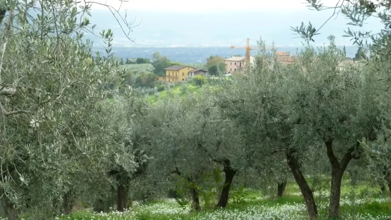 Best Price Organic Extra Virgin Olive Oil 1 LT 3 LT 5 LT Made in Italy Retail Restaurants Horeca