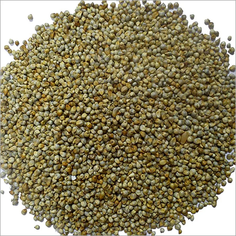 
White millet seed green millet seed indian millet seeds bajra seed 