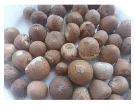  Орехи BETEL NUTS_ARECA из 99 золотых данных во Вьетнаме (Сара +