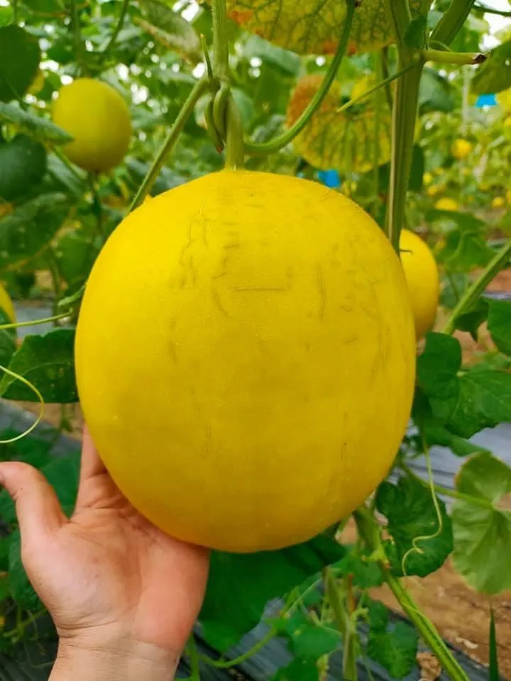Best Fresh Canary Yellow Melon With Gold Skin From Reputable And Quality Company In Vietnam