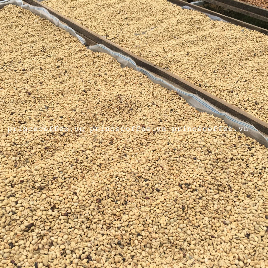  Лучшая цена Вьетнам оптовая продажа высококачественные органические зеленые кофейные зерна Арабики