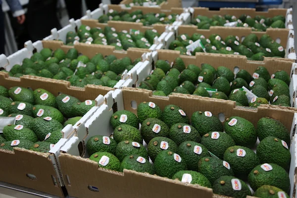 Свежий Африканский