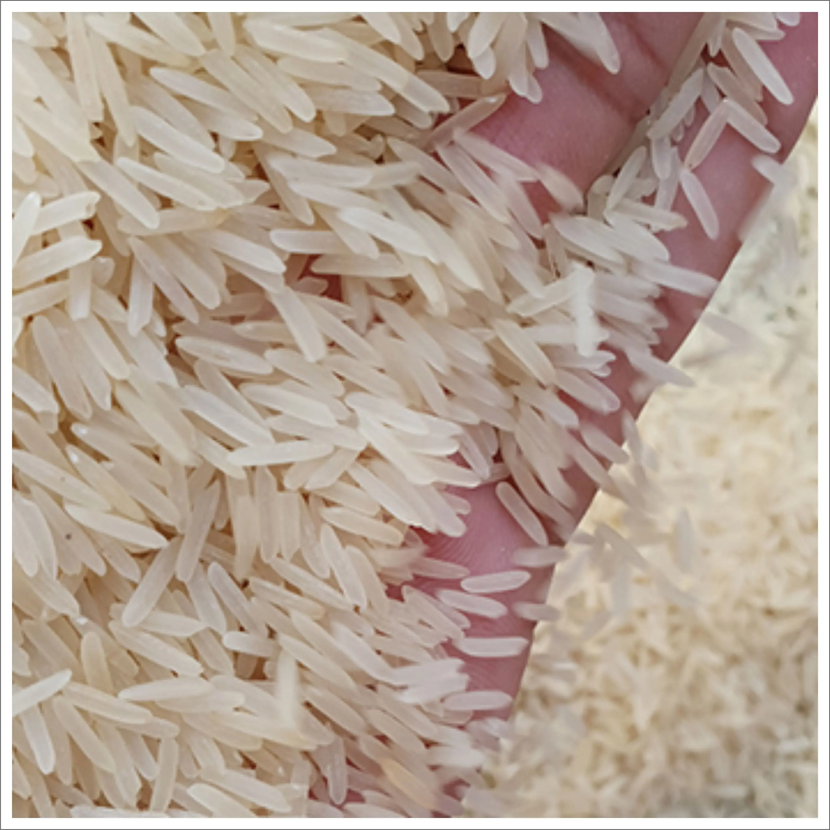 
Extra Long Grain 1121 Golden Sella Basmati Rice Supplier 