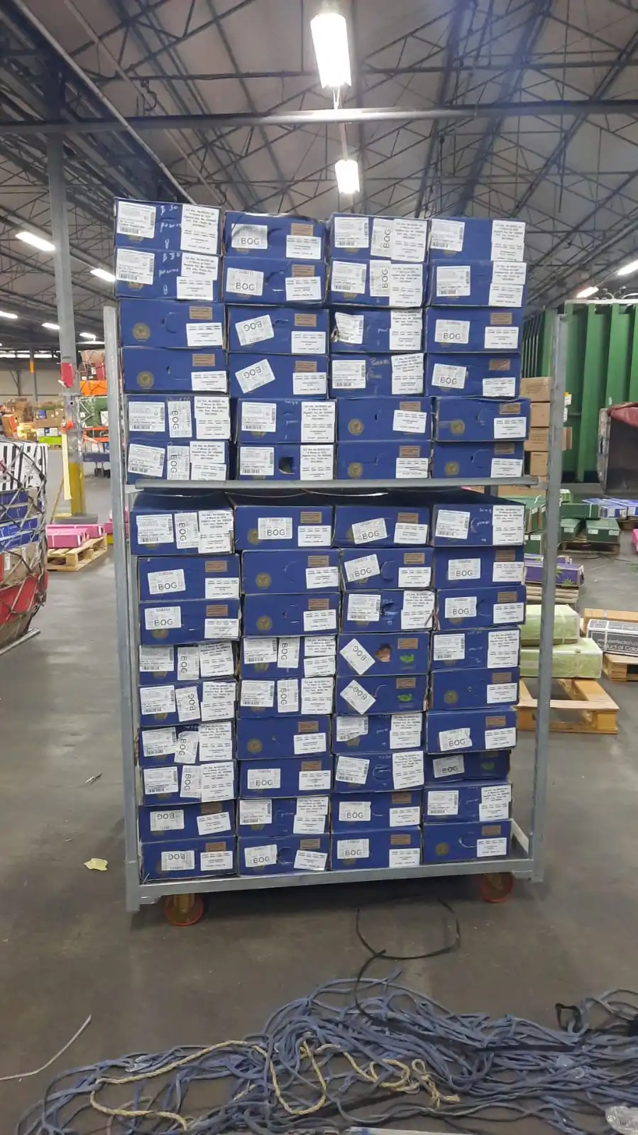 Premium quality Gypsophila wedding fresh cut flowers variety xlence million stars decorative flowers 750 gr.