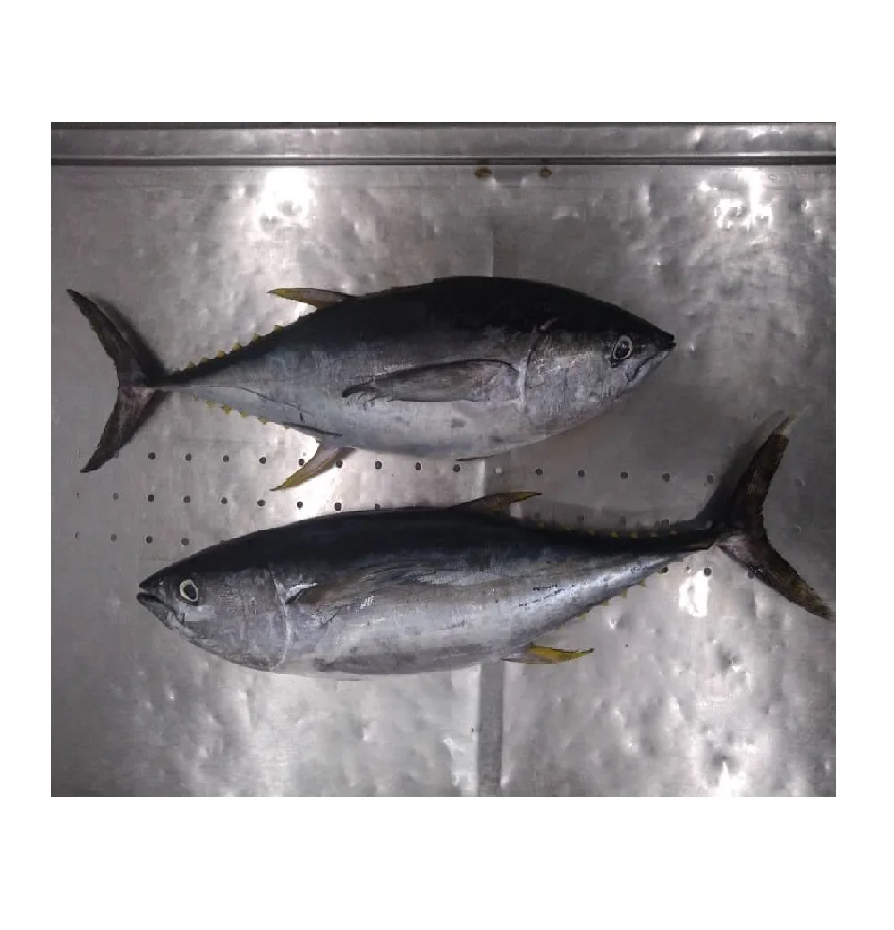 
Shelf Life 24 months 200g to 1kg Frozen Bonito Whole Round Low Sodium and Low Salt Frozen Bonito 