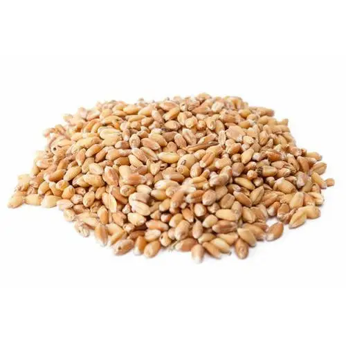 local durum wheat.jpg
