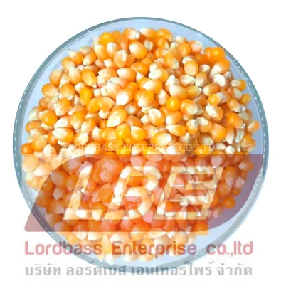 
Corn Seed Dried For Animal Feed Grade A From Thailand 