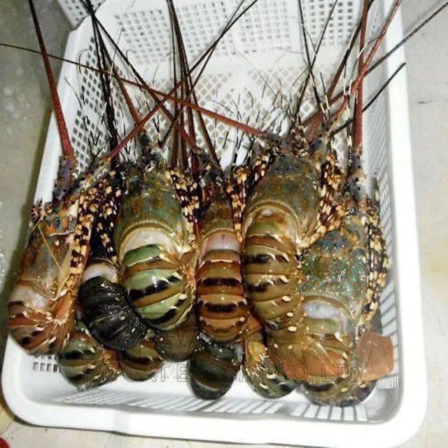 
Frozen Fresh Live Green Lobster - Alive Bamboo Lobster 