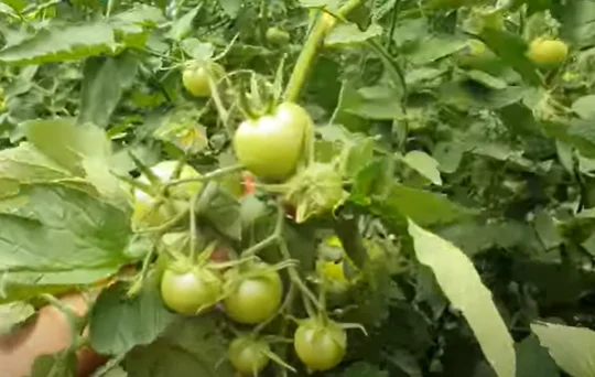 Оптовая продажа недорогие свежие огарские зеленые помидоры из Турции турецкий производитель Свежие высококачественные новые урожая