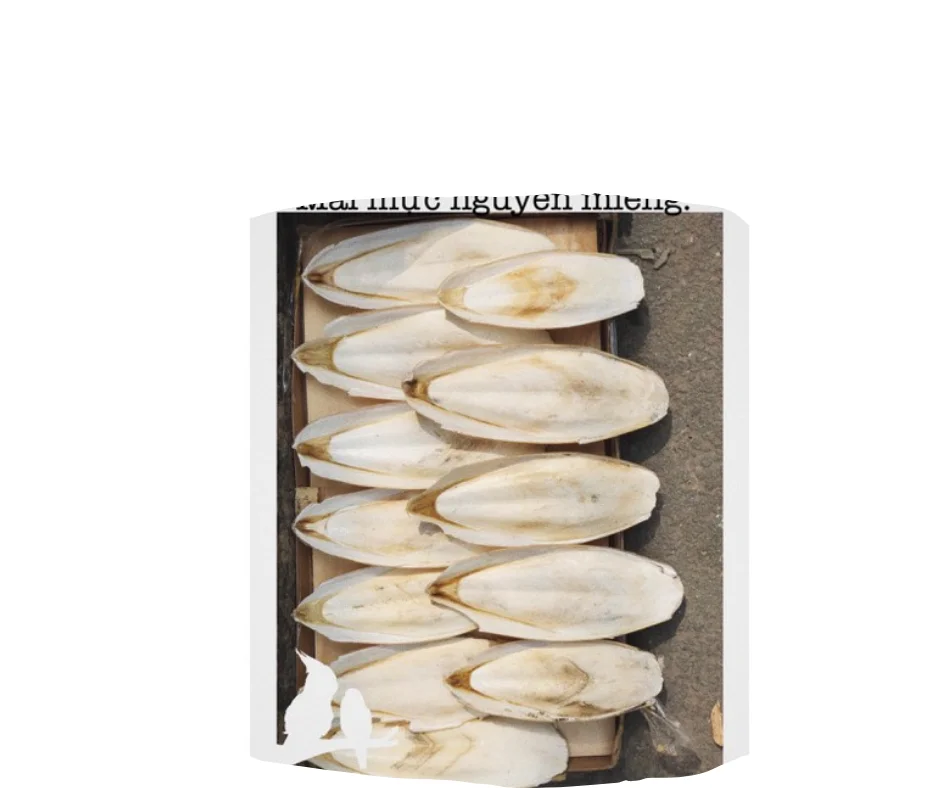 Cuttlefish Bone Dried/ Cuttlefish Bone With Low Price/ Ms.Selena +84906086094