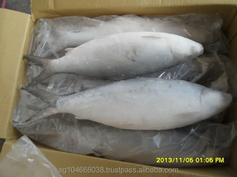 Indonesia Chanos Chanos Frozen Milk Fish Whole Round with IQF Freezing 18 Months Shelf Life Various Sizes 10kg/ctn
