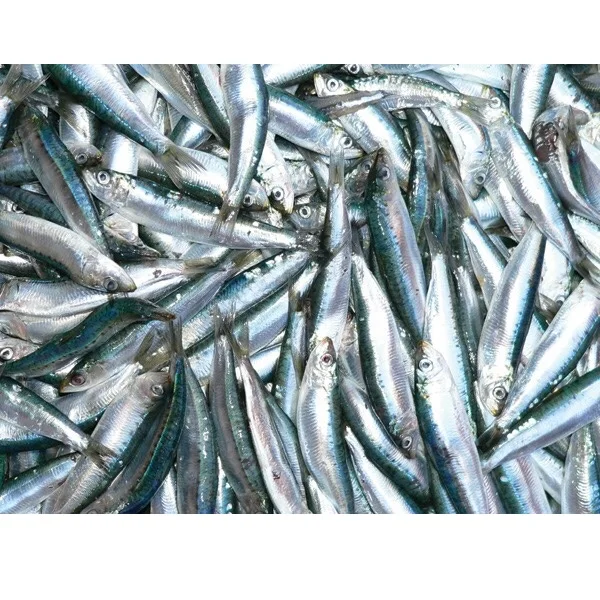 Wholesale Good Quality Good Meat Fresh Air-dried Frozen Seafood Product Whole Cleaned Herring Fish Exported from Vietnam