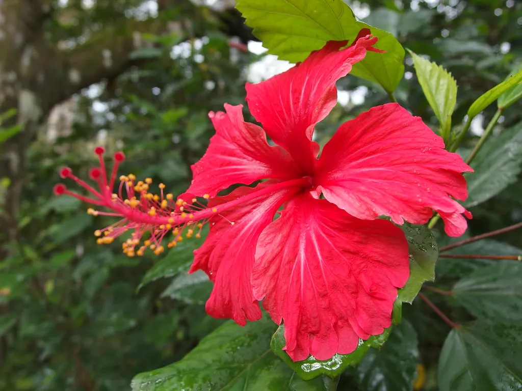 Organic Hibiscus Powder