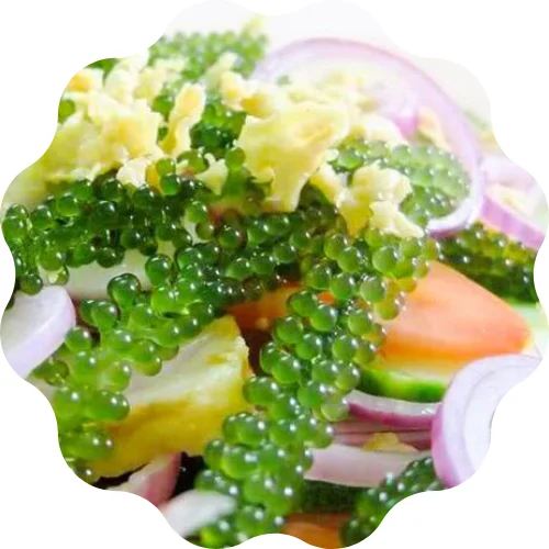 
Vietnam - Supplier Fresh Sea Grapes with high quality /Whatsapp +84382089109 