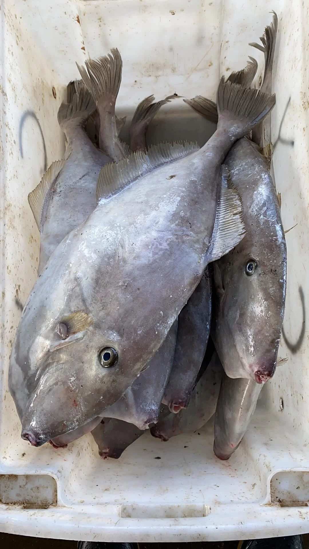 Доступны Замороженные кожаные куртки Рыба морепродукты для