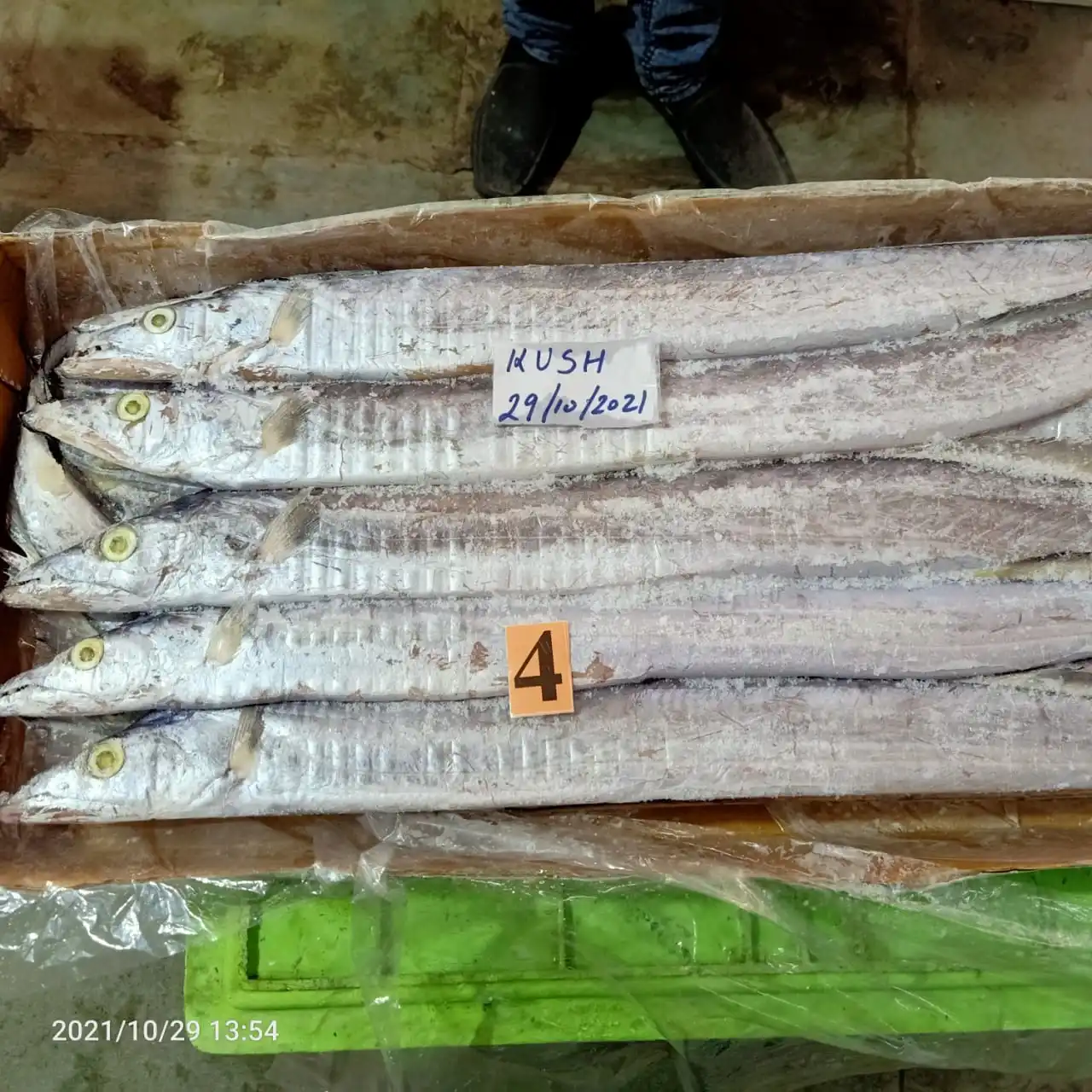 Ribbon fish / Frozen Ribbon fish / Fresh Ribbon fish