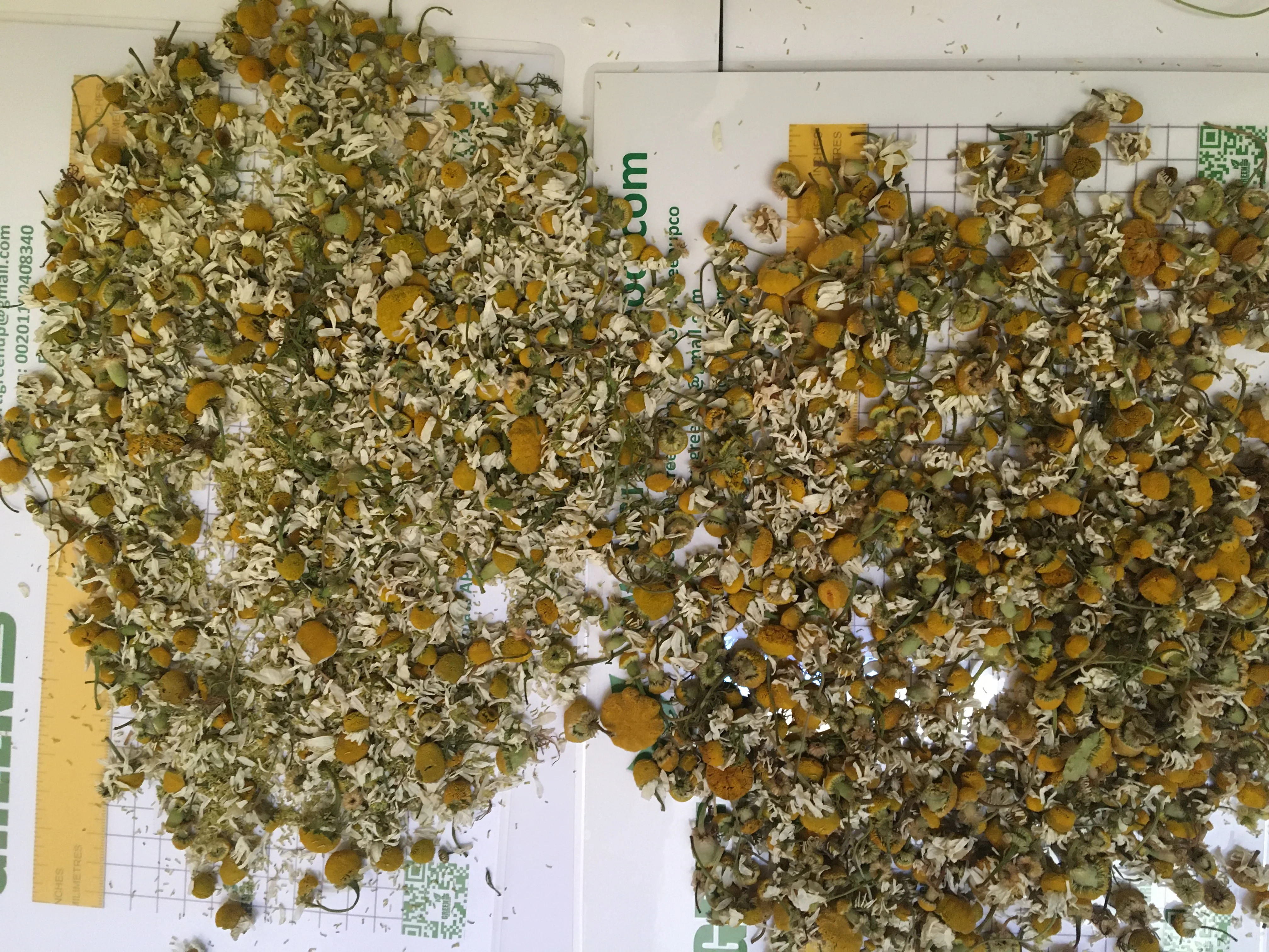 chamomile for industrial purpose like chamomile oil Matricaria cheap price flowers have long stem chamomile powder and petals