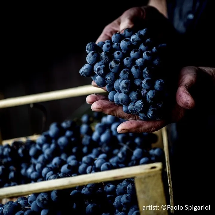 Unique Dessert quality meditation wine  PERLA NERA Igt 50cl Vigna Petrussa Italian Red Wine for restaurant bar private client