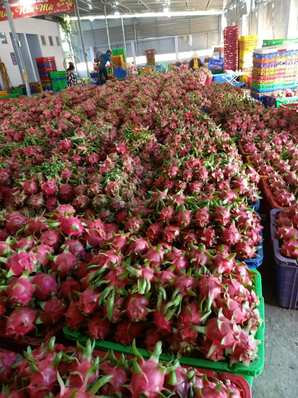 Дешевая цена Pitahaya Вьетнам/свежие фрукты дракона/оптовая продажа фруктов Pitaya Вьетнам