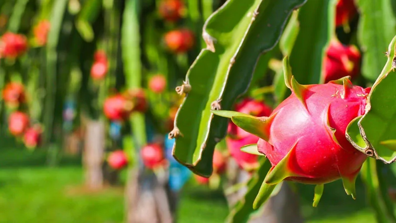  Свежий фрукт дракона Сделано во Вьетнаме (+ 84 589330283 Whatsapp /Ms Daisy)