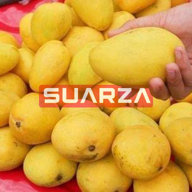 100% organic Indian  badami mango exporter at cheap price from Pakistan to all over the world