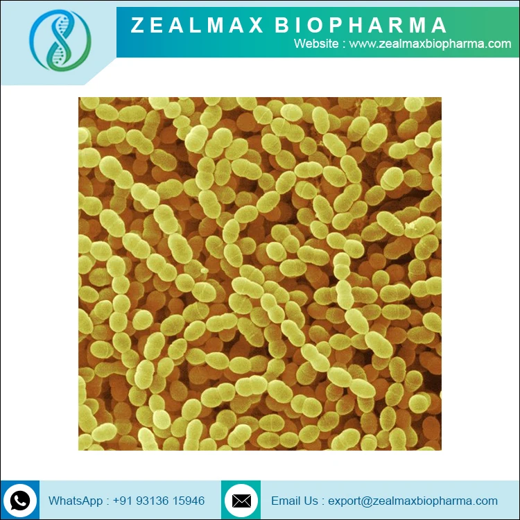 Streptococcus Thermophilus Manufacture Of Naturally Streptococcus Thermophilus Probiotics  - Zealmax Biopharma